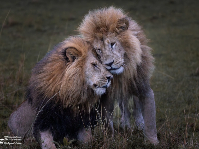 V3 A5782 Forbedret NR 2 Edit Edit